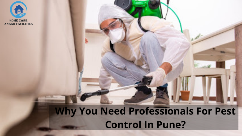 professional pest control service in pune